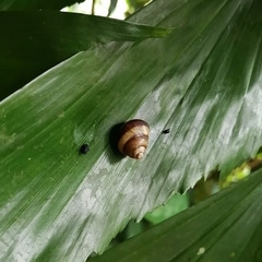 Amphidromus inversus
