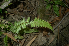 Lindsaea harveyi