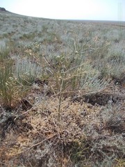 Prangos odontalgica