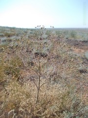 Prangos odontalgica