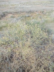 Prangos odontalgica