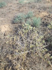 Prangos odontalgica