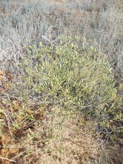 Prangos odontalgica