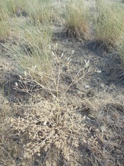 Prangos odontalgica