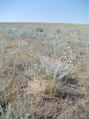 Prangos odontalgica