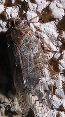 Melanoliarus aridus