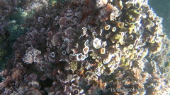 Mesophyllum lichenoides