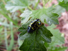 Calligrapha serpentina