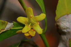 Salacia rehmannii