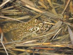 Bufotes viridis