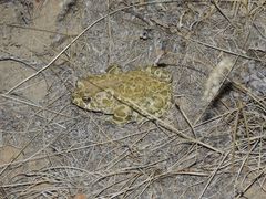 Bufotes viridis