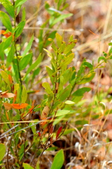 Salacia rehmannii