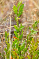 Salacia rehmannii