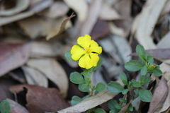 Hibbertia diffusa