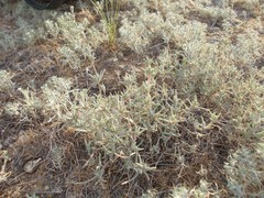 Pyankovia brachiata