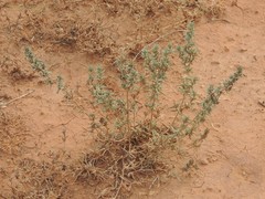 Pyankovia brachiata