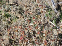 Pyankovia brachiata
