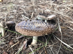 Amanita ibotengutake