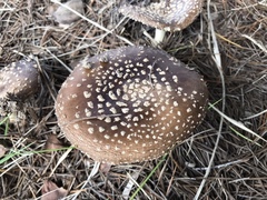 Amanita ibotengutake