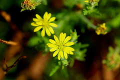 Osteospermum muricatum