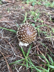 Amanita ibotengutake