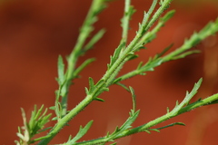 Osteospermum muricatum