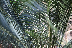 Macrozamia communis