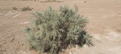 Tamarix aucheriana