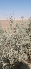 Tamarix aucheriana