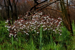 Trichodesma physaloides