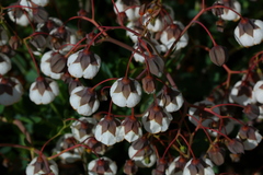 Trichodesma physaloides