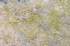 Flavoplaca citrina
