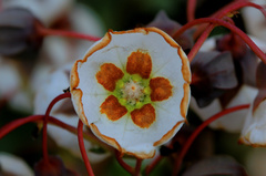 Trichodesma physaloides