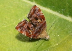Choreutis emplecta