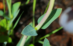 Trichodesma physaloides