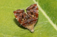 Choreutis emplecta