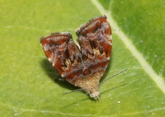 Choreutis emplecta
