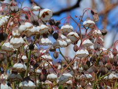 Trichodesma physaloides