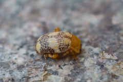 Podontia