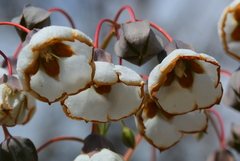 Trichodesma physaloides