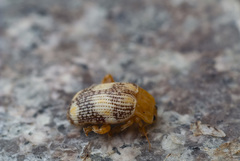 Podontia