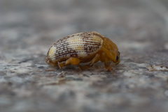 Podontia