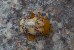 Podontia
