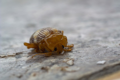 Podontia