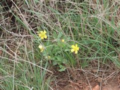 Ranunculus polyrhizos