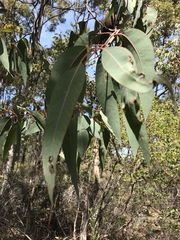 Eucalyptus patens