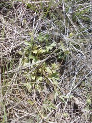 Ranunculus polyrhizos