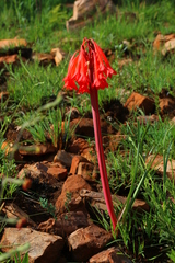 Cyrtanthus contractus