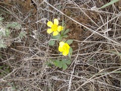 Ranunculus polyrhizos