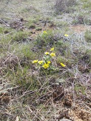 Ranunculus polyrhizos